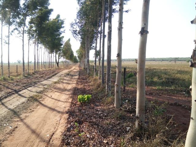 Fazenda 900 hectares - Foto 2