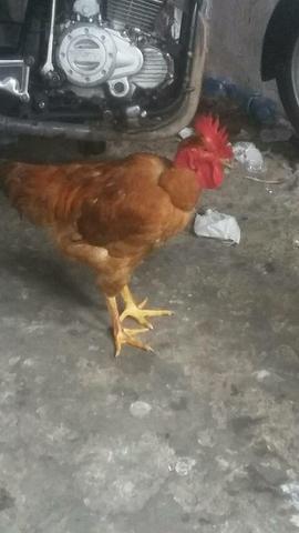 Vendo 3 galo 120