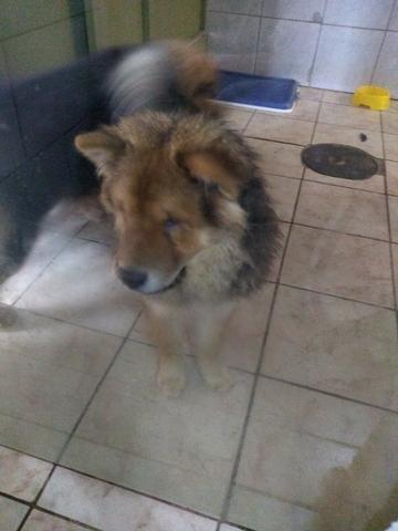 Chow~chow - Foto 2