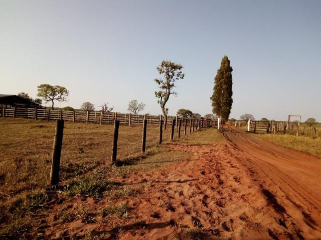 Fazenda 900 hectares - Foto 3