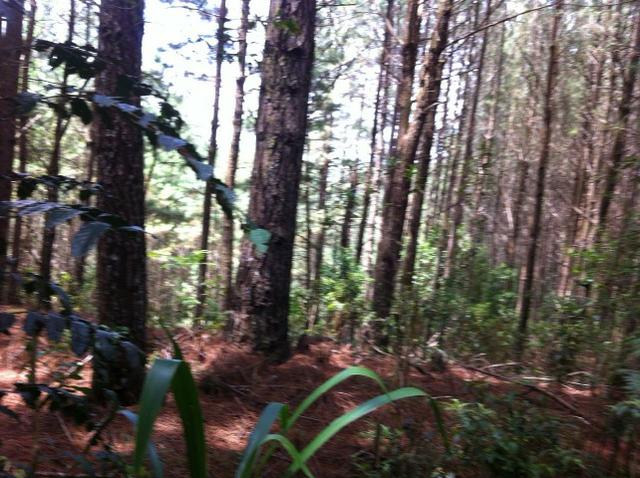 Fazenda em Cerro Azul - Foto 8