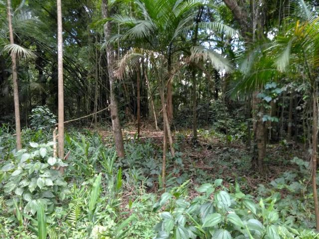 Chácara - América de Baixo - Morretes - Foto 7