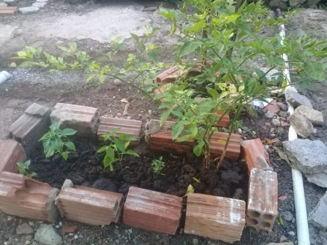 Muda de pimenta - Foto 2