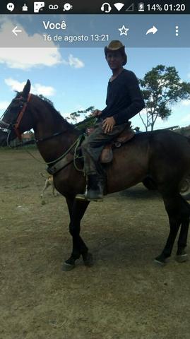 Cavalo - Foto 2