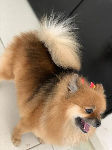 Lulu da pomerânia fêmea - Foto 2