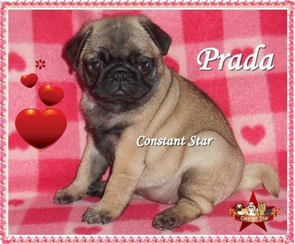 Pug Fêmeas com Excelente Estrutura, Genética, linhagem e Pedigree CBKC - Foto 2