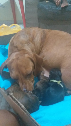 Filhotes de Dachshund ( Salsicha) - Foto 3