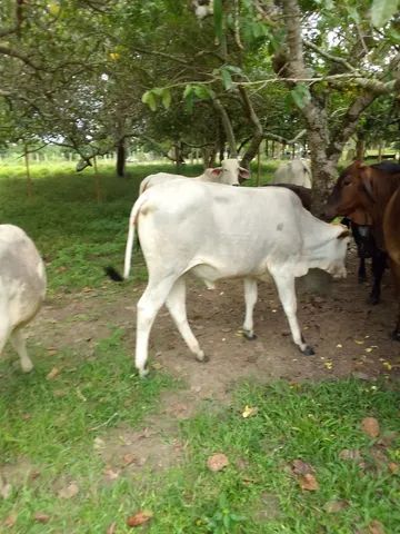 Vendo 9 animais por peça ou lote todo.