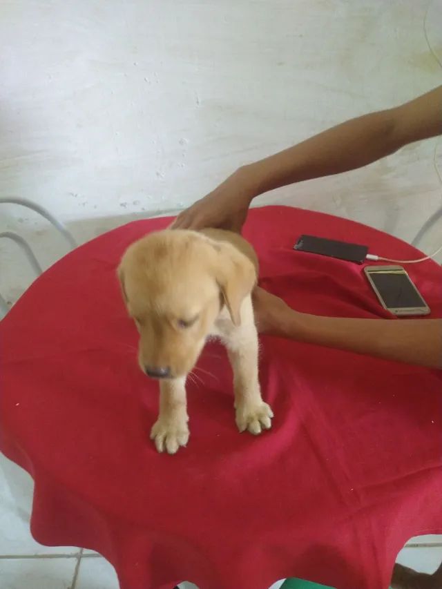 Filhote de labrador  - Foto 5