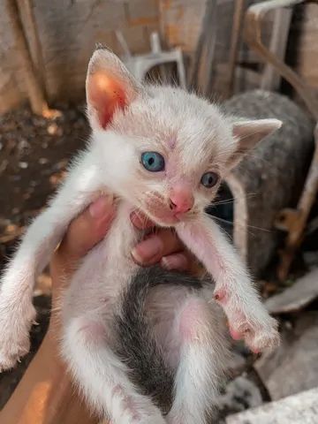 Doa-se filhotes de gatos - Gatos e acessórios - Jardim Myrian Moreira da  Costa, Campinas 1256925412