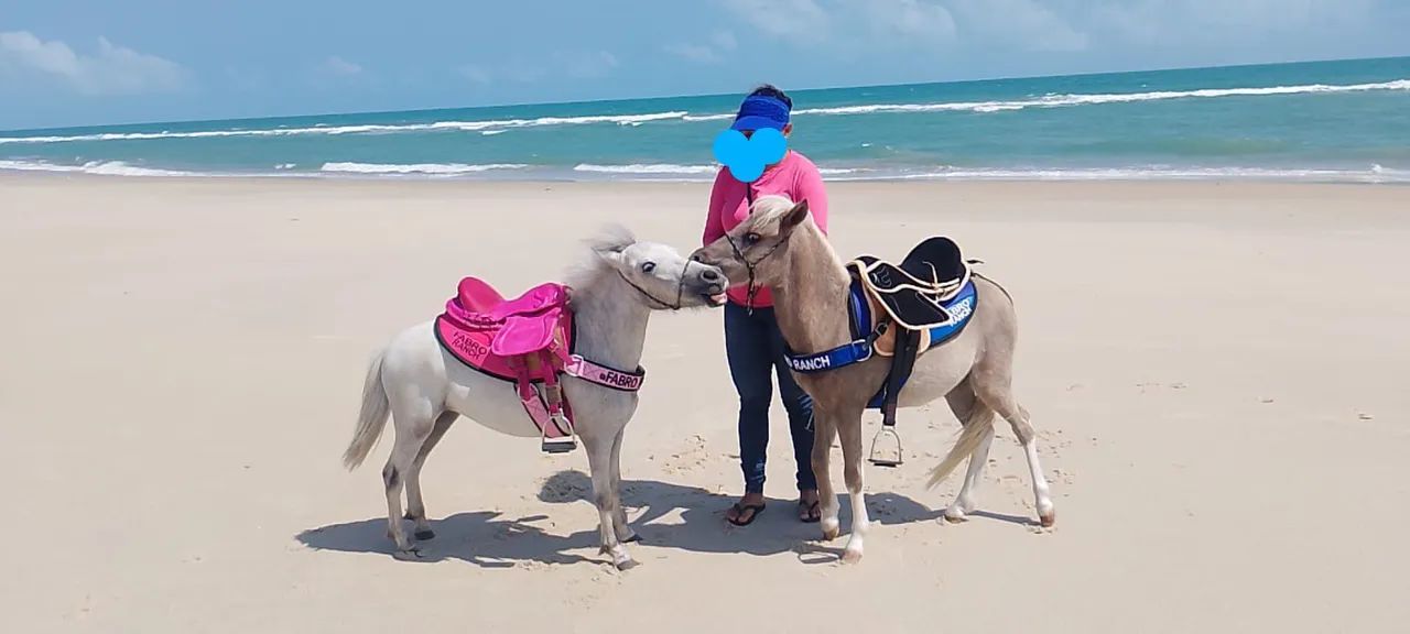 Vendo casal de Mini pônei  - Foto 6