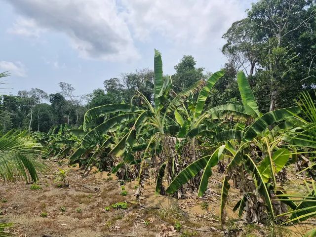 VENDO OU TROCO SÍTIO PERTO DE ITACOATIARA 130 TROCA ou VENDA - Foto 13