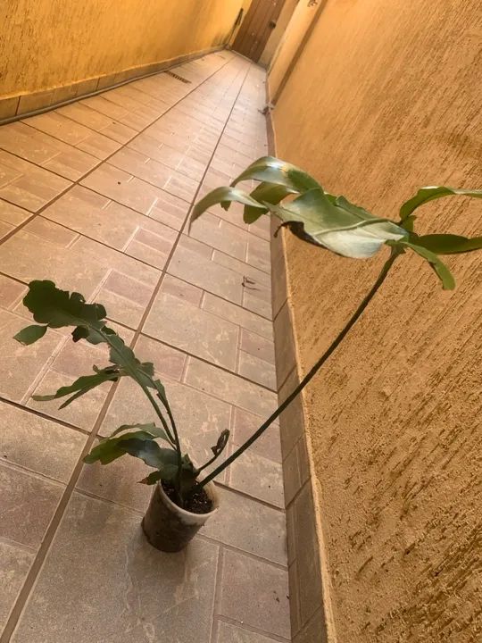 MUDA ORQUÍDEA DAMA DA NOITE - Foto 4