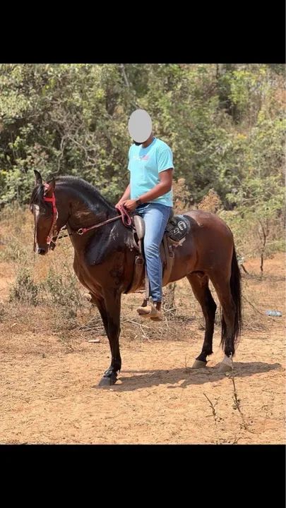 Garanhão Mangalarga Marchador  - Foto 2