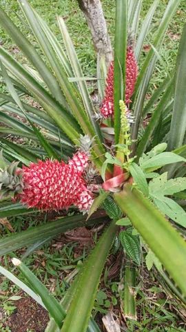 Lindo 1 hectare com piscina  - Foto 11
