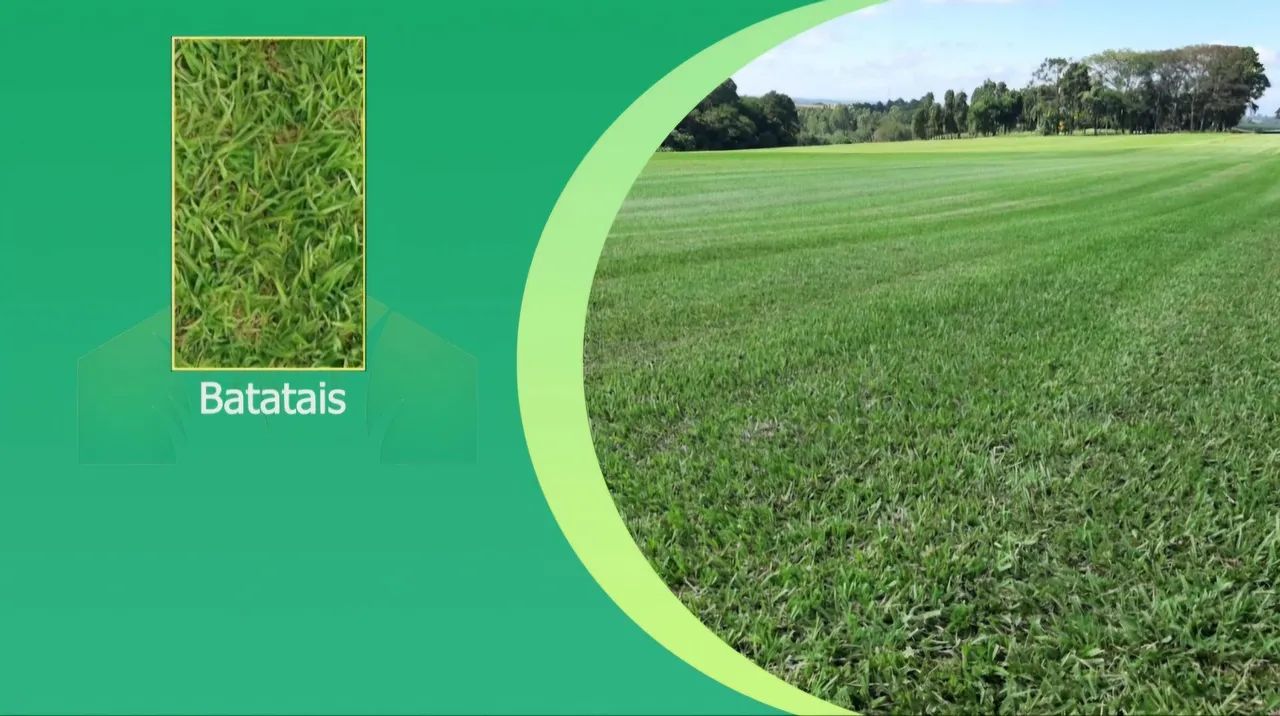 Grama para seu jardim - pronta para plantar - Foto 6