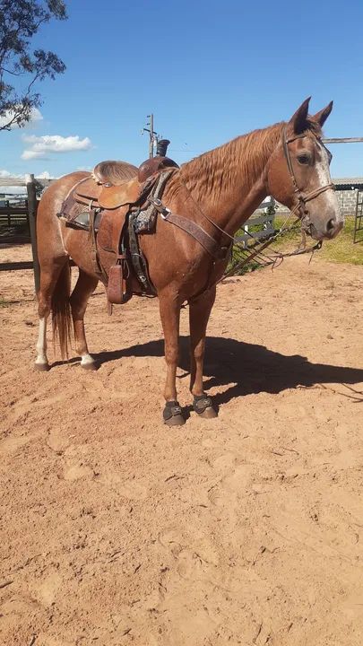 Égua Pura por Cruza com documento 