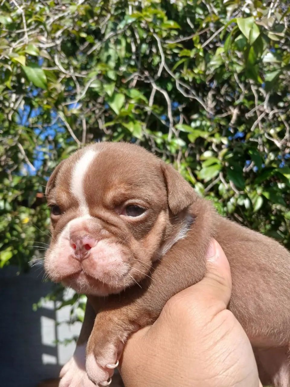 Filhote Bulldog Inglês - fêmea  - Foto 5