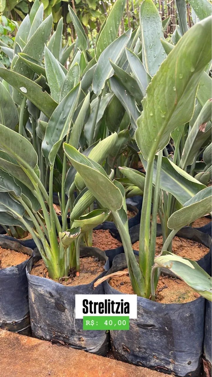 Mudas de Strelitzia 