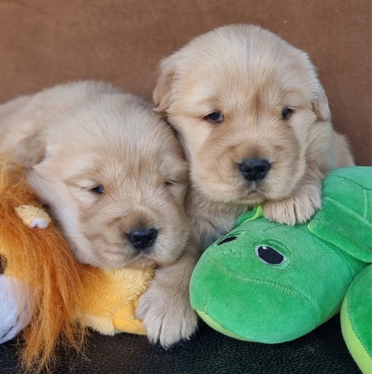 Filhote Golden retriever