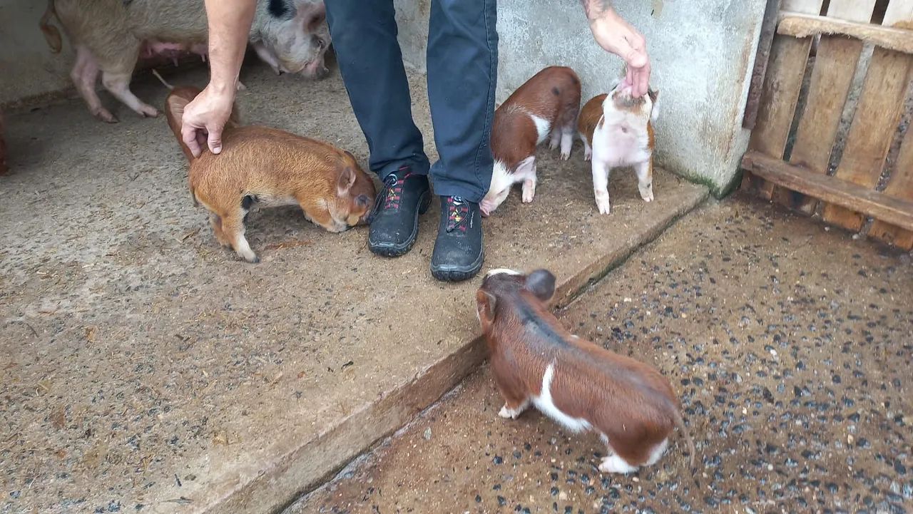 Mini pig - Foto 2