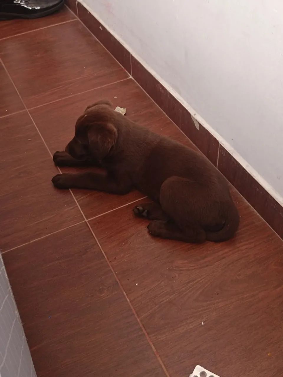 Doação de labrador  - Foto 5