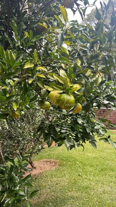 Sitio em Marechal Floriano com Casa - Foto 12