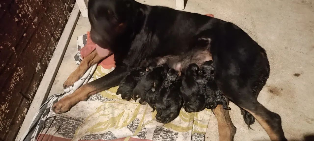  filhotes de Rottweiler  - Foto 2