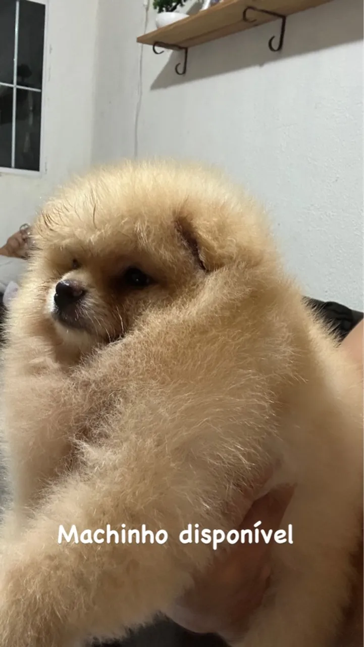 Spitz alemão / Lulu da pomerania macho