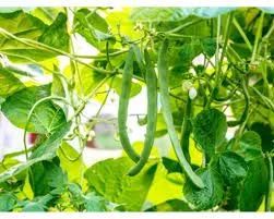 Sementes de vagem macarrão 