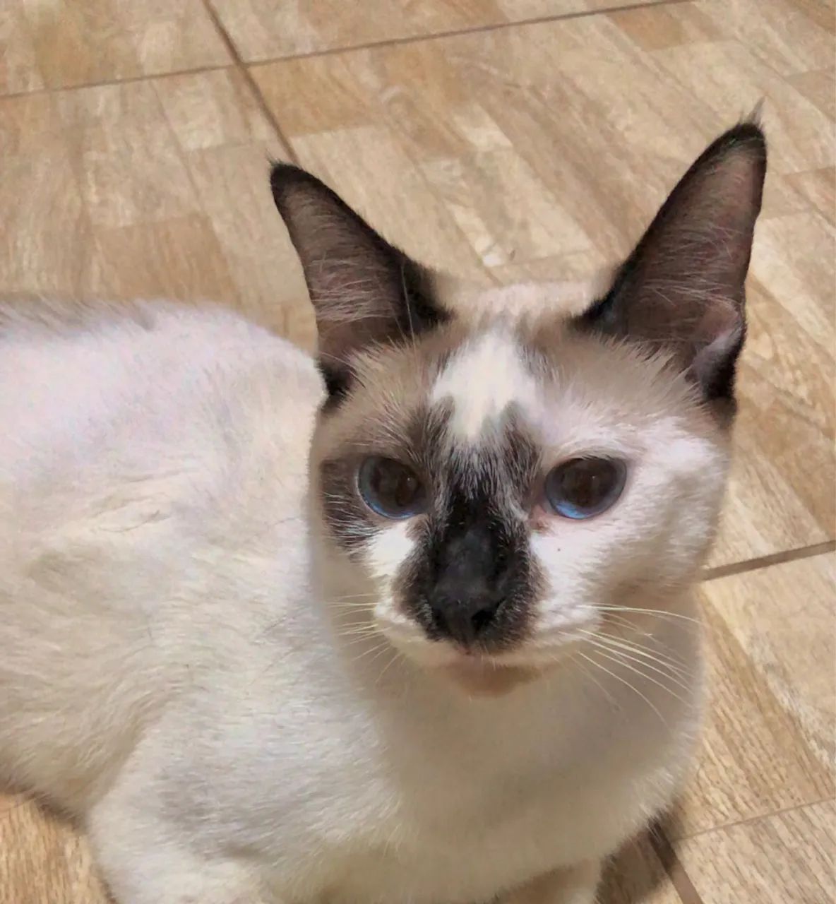 Siamês filhote 7 Meses (Adoção Responsável) Gata / Doação - Foto 3