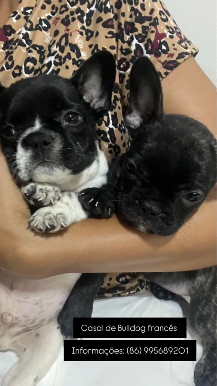 Filhotes Machos de Bulldog Francês
