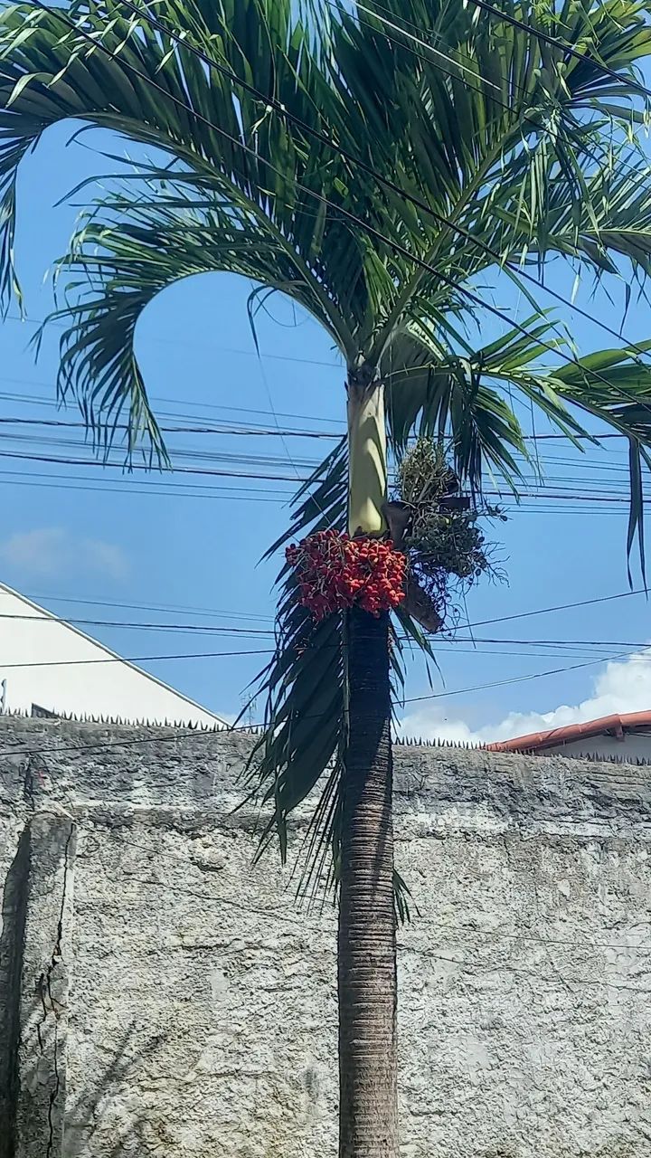 Palmeira Ornamental com Frutos Vermelhos