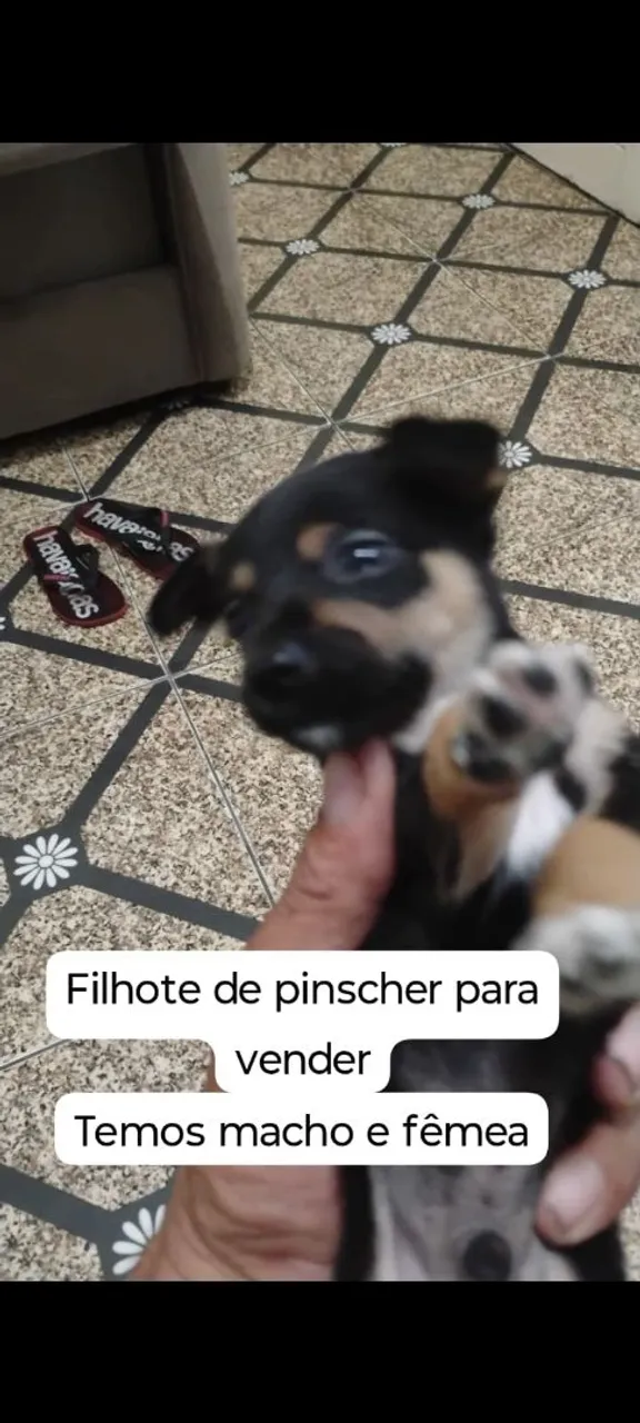 Filhote de Pinscher para Venda - Macho e Fêmea