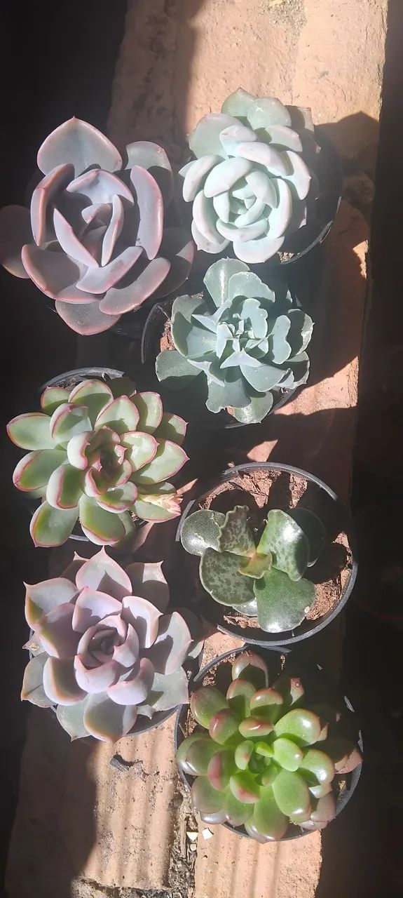 Suculentas  - Foto 6