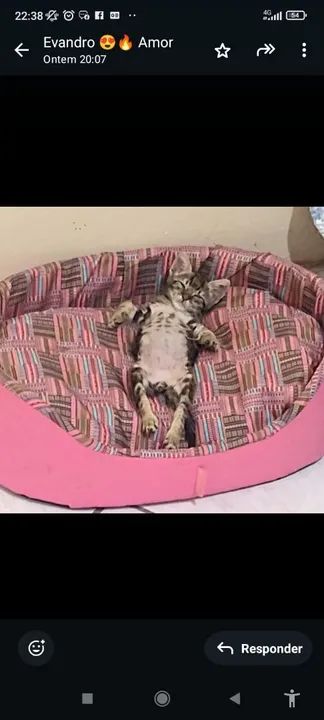 Gatinha procura uma mãe bichologica  - Foto 2