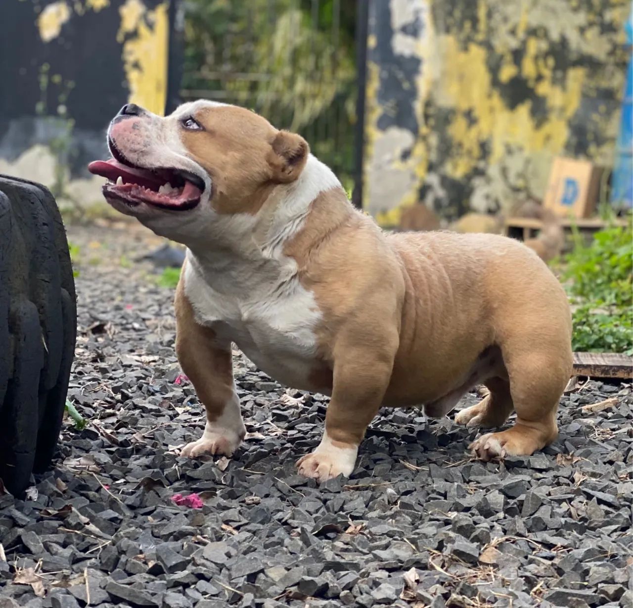 Macho Bully micro e 10 meses sangue bira bully Cachorros