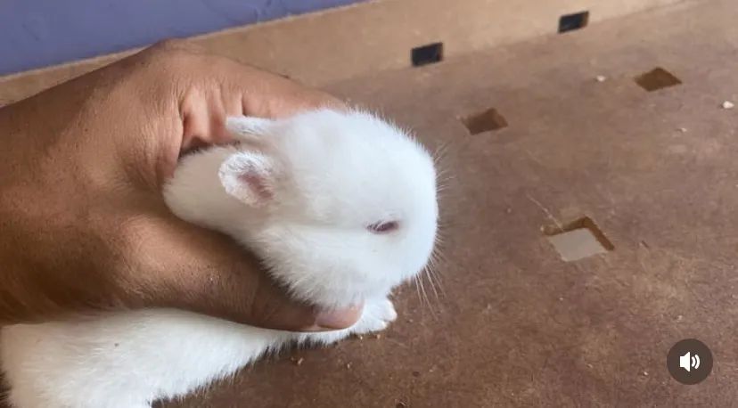 mini coelho netherland Dwarf coelho anão olhos vermelhos disponiveis entrega Janu Moc  - Foto 2