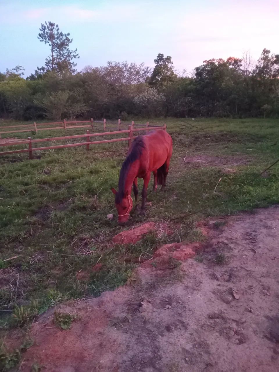 Vendo cavalo crioulo