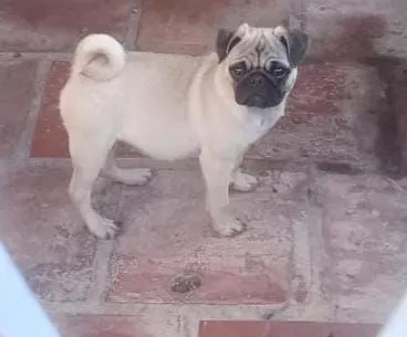 Pug macho com 4 meses, vacinas em dia 
