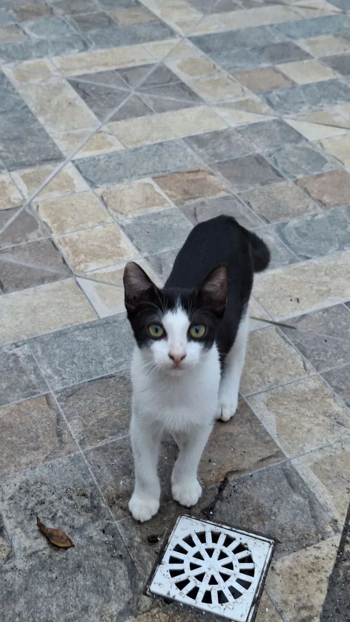 Gatinho preto e branco disponível para adoção - Foto 2