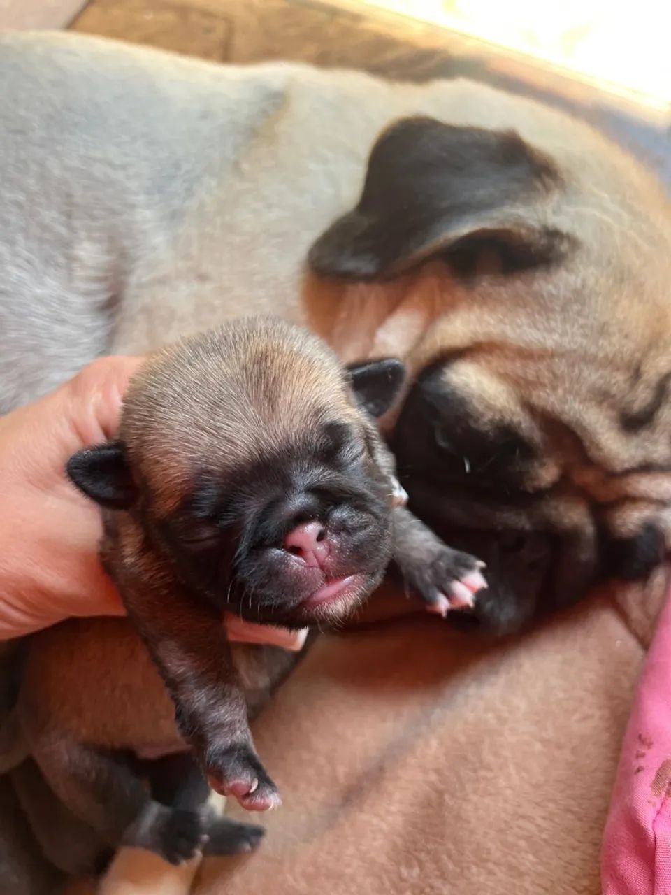 Ninhada de Pug(Raça pura) - Foto 4