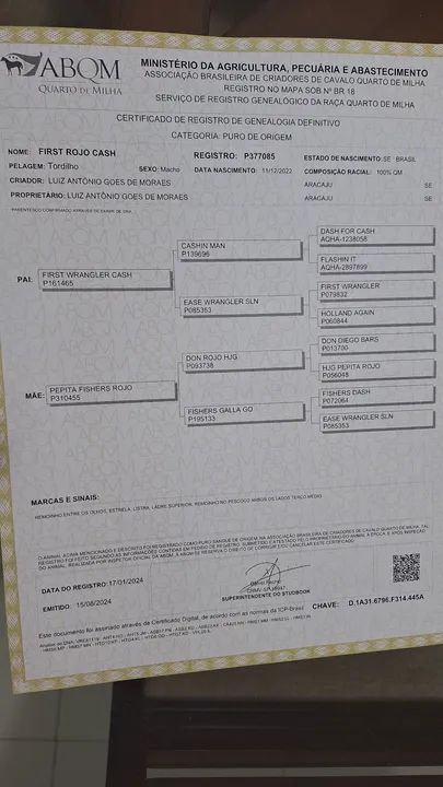 Garanhão QM, Romany For Cash - (TE), P273979  - Foto 6