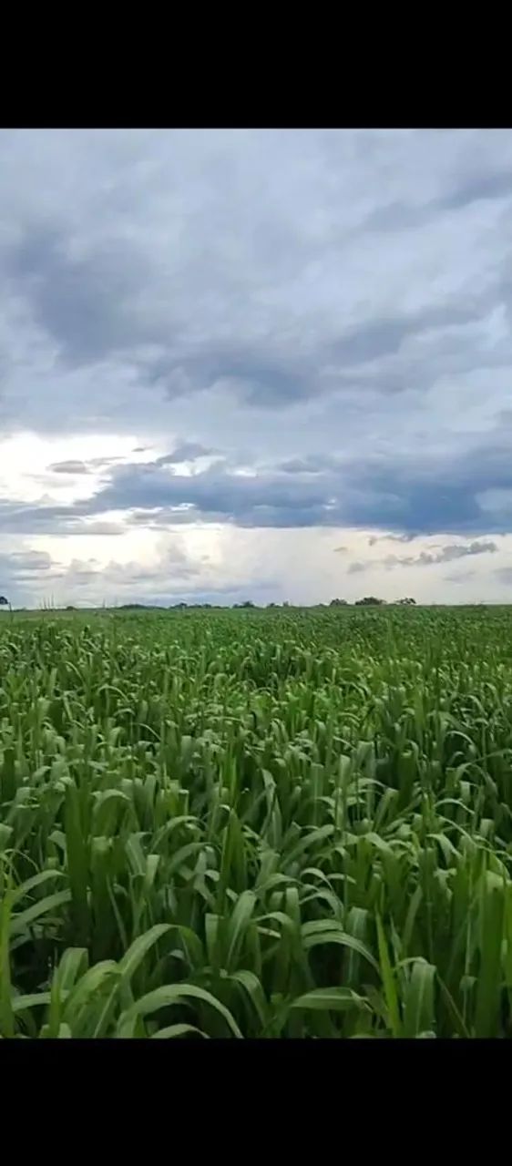 Fazenda. - Foto 2