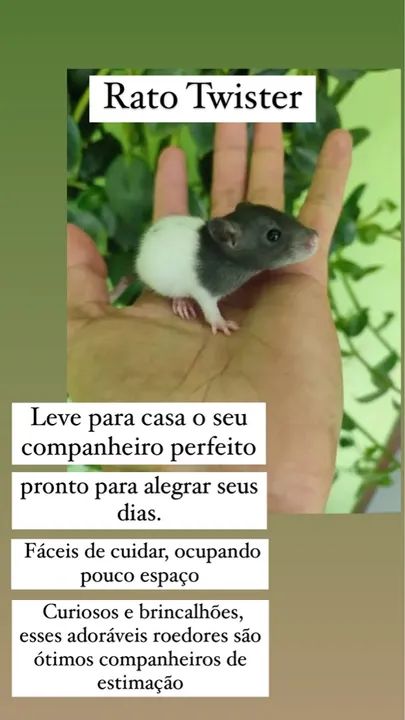 Rato Twister  - Foto 3