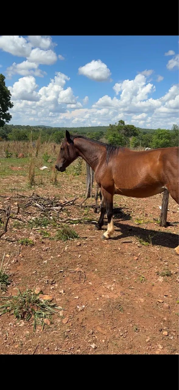 VENDO ÉGUA CRIOLA PARIDA E MULINHA FILHA DE JUMENTO PÊGA MARCHADOR REGISTRADO!! - Foto 4