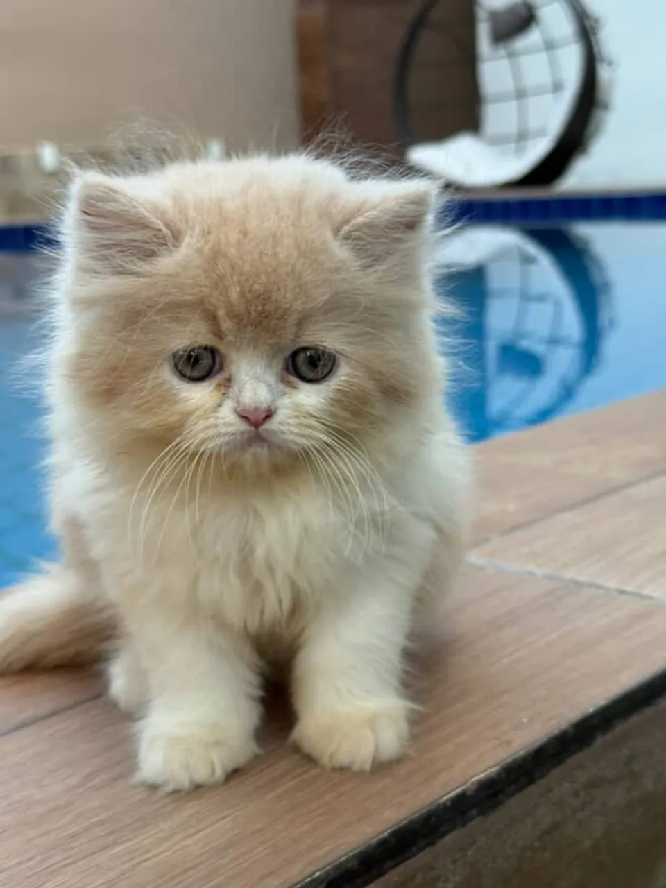 Filhotes de Gatos Persa machos