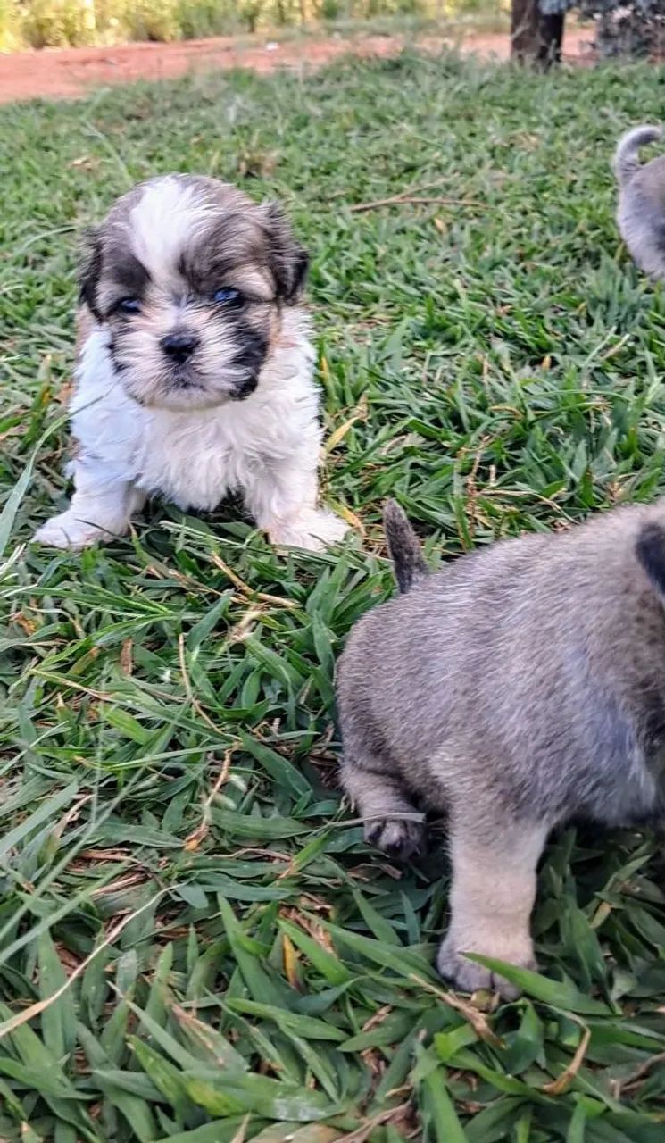 Shih Tzu Fêmea - Linda e Carinhosa
