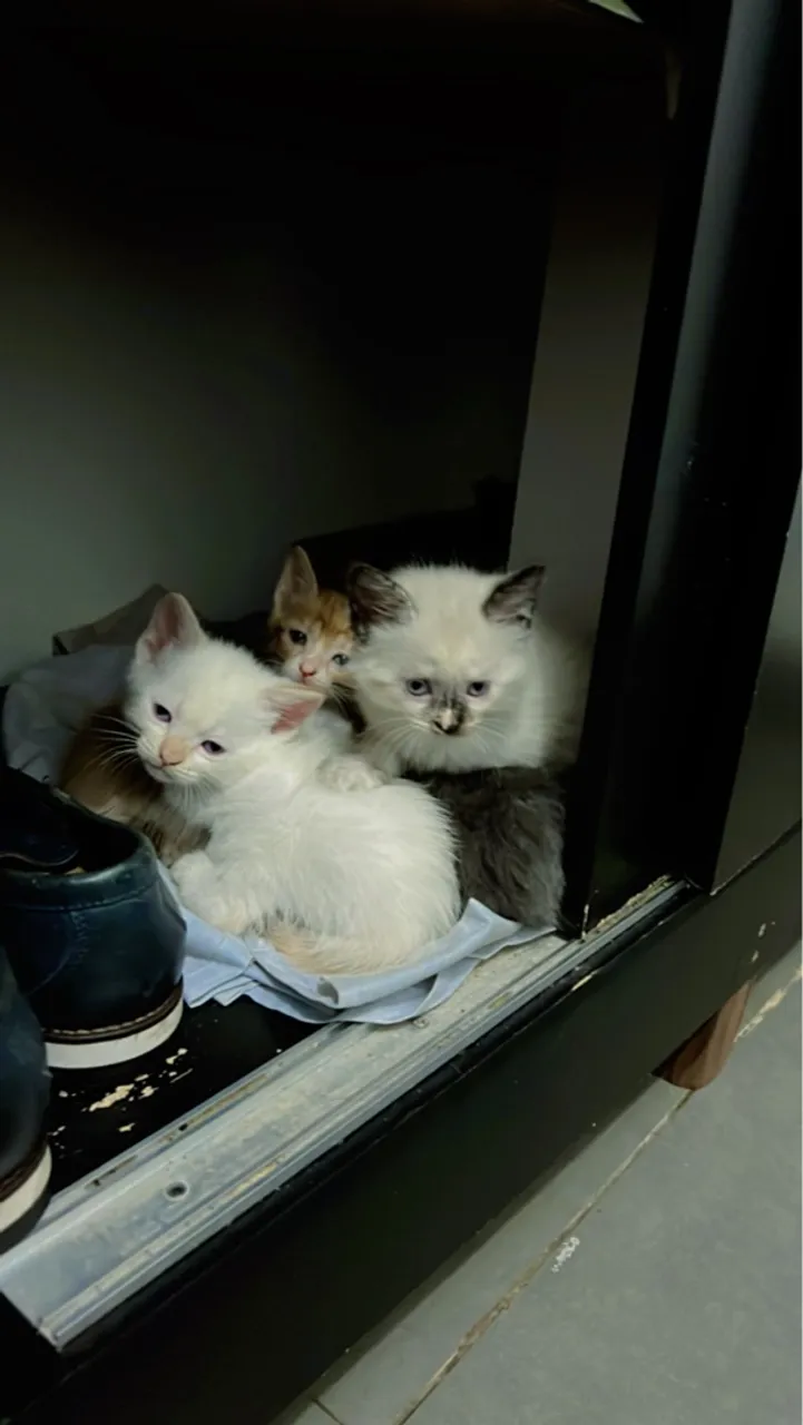 Gatinhos fofos para adoção!