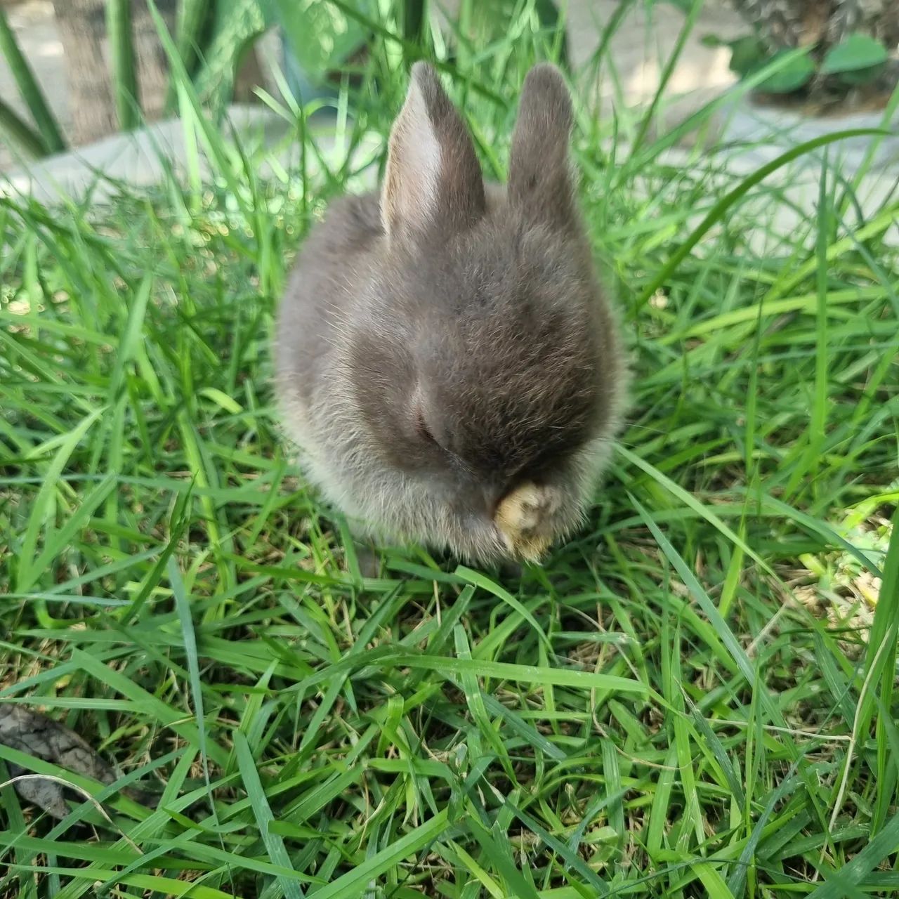 Mini Coelho Netherland Dwarf<br>Raça - Foto 2